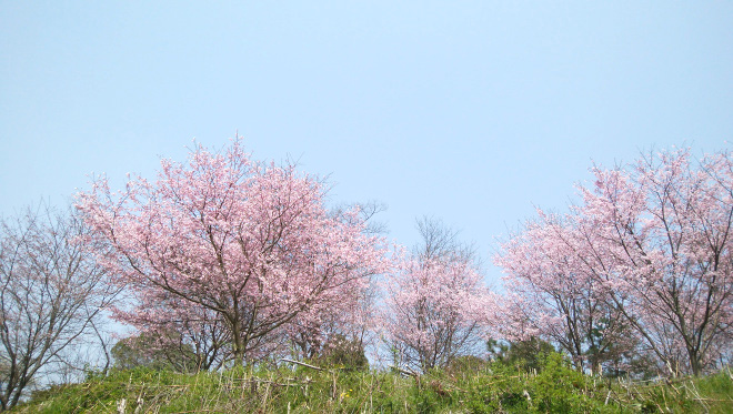 香寺町　花のつどい　桜の写真